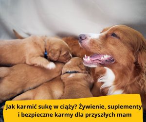 blog-fika-town-karmienie-suki-w-ciąży