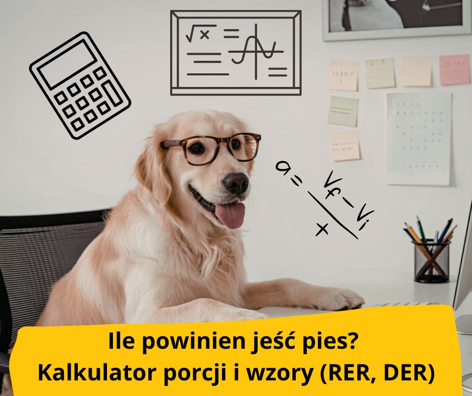 Ile powinien jeść pies? Kalkulator porcji i wzory (RER, DER)