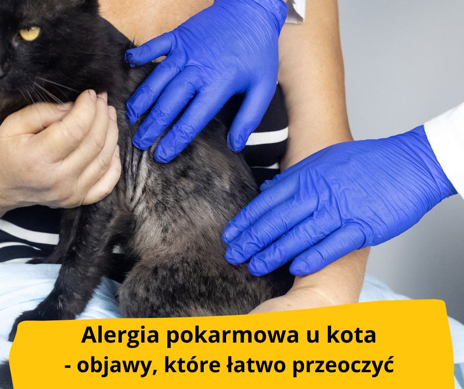 Alergia pokarmowa u kota – objawy, które łatwo przeoczyć